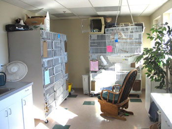 cat lodge