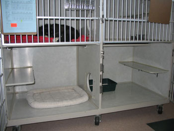 cat lodge