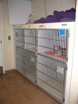 dog hospital