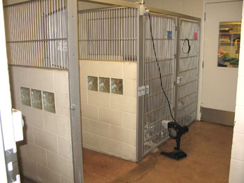 dog hospital