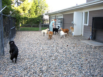 dog lodge