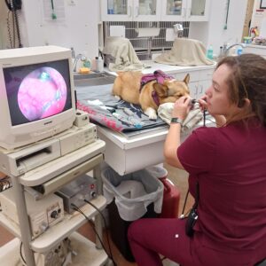 Searching for a foxtial