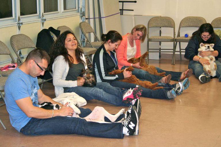 Puppy Kindergarten Animal Care Clinic