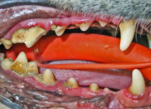 dog-teeth-level-2-3