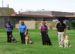 Preparing for sit-stays