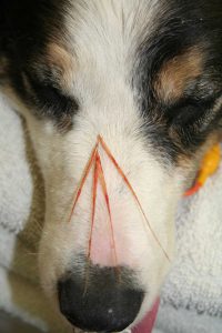 foxtail-on-nose