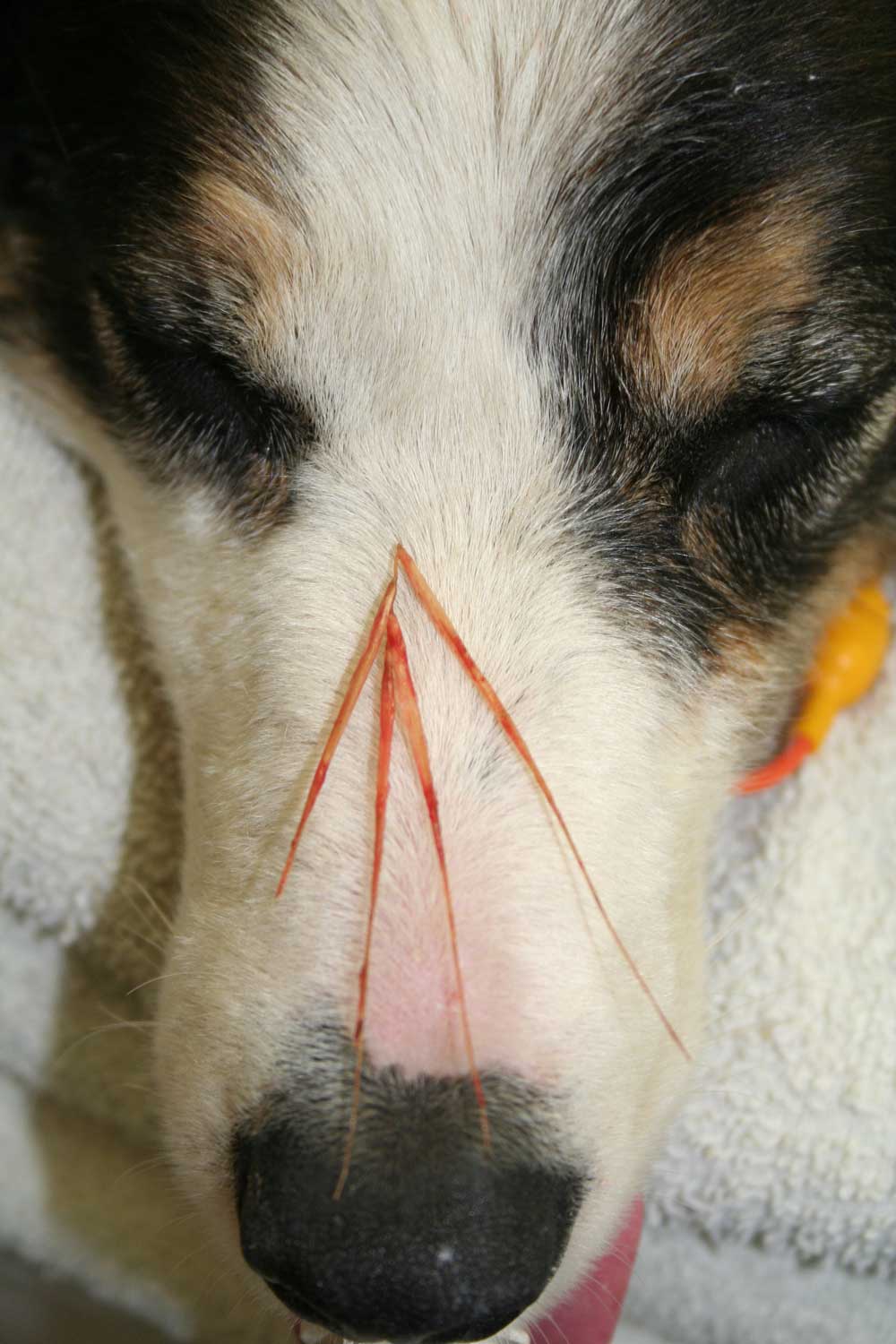 foxtail on nose