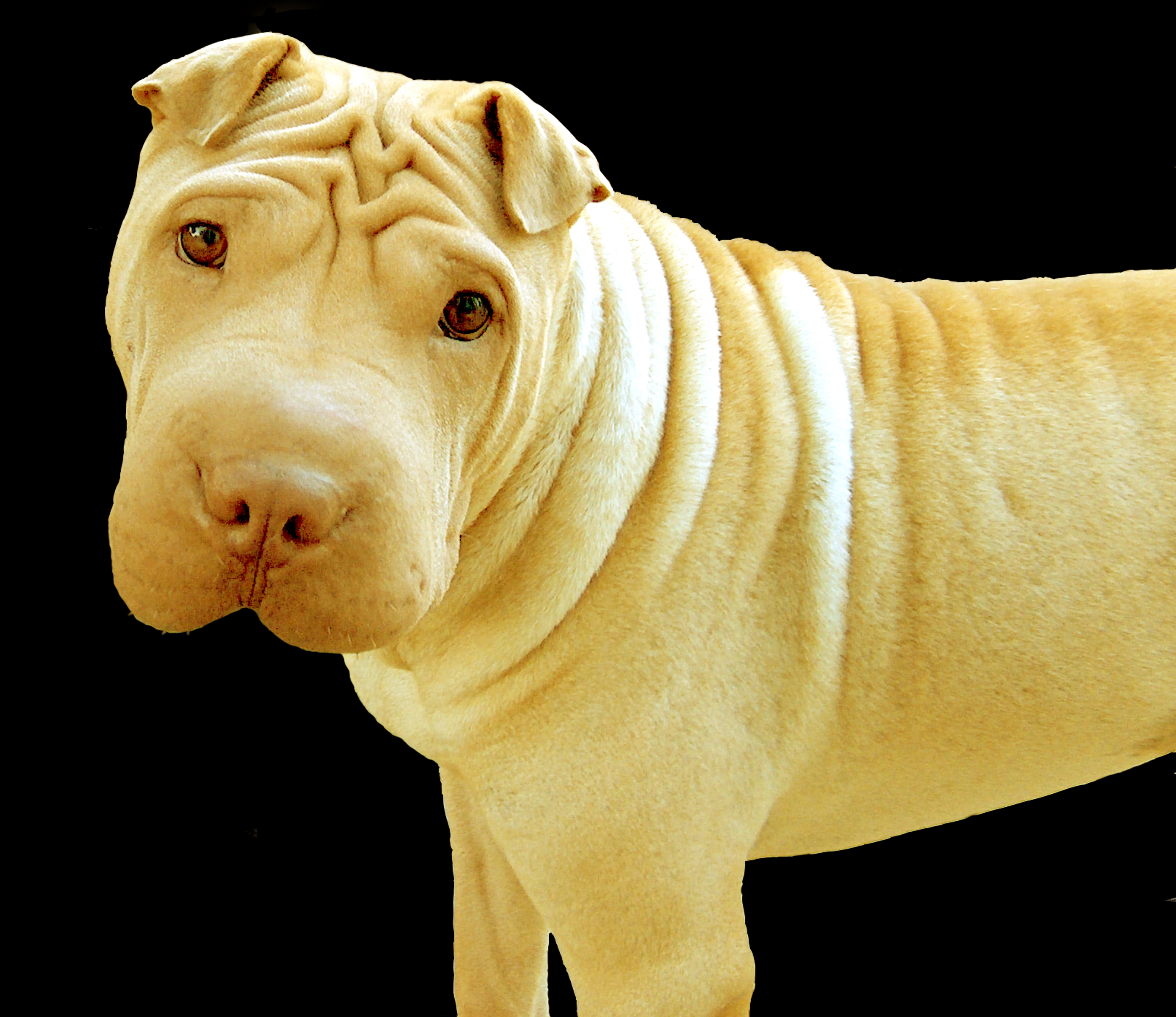 Фотография породы шарпей. Карликовый шарпей. Канадский шарпей. Шарпей Европейский. Шарпей собака шарпей.