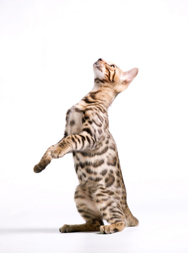 My Cat Is Always Hungry And Getting Into People Food Help Animal Care Clinic