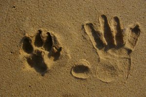 paw-and-hand-prints-in-sand