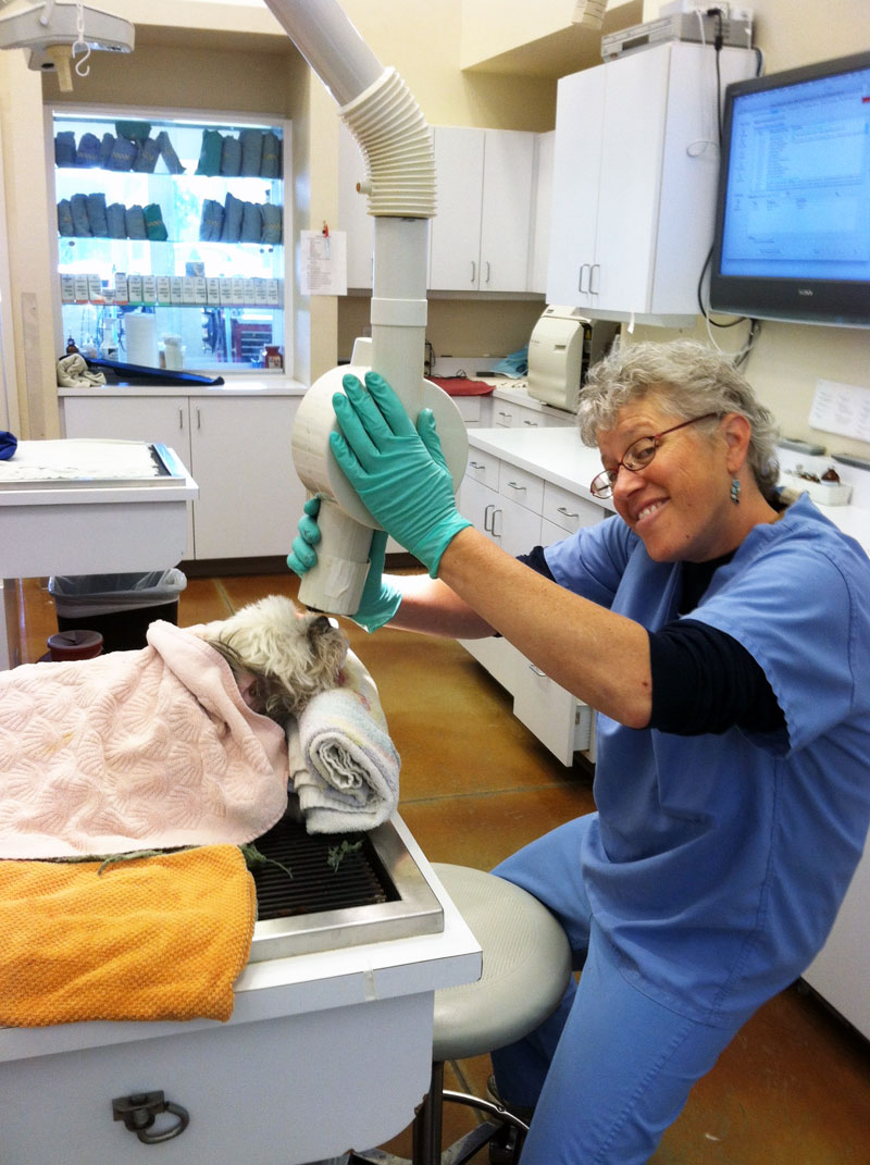 Dentistry Animal Care Clinic