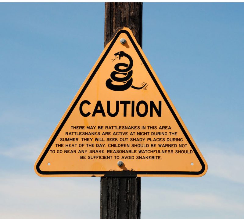 Rattlesnake Bites in Dogs and Cats (Yes, Rattlesnakes Are Here in San