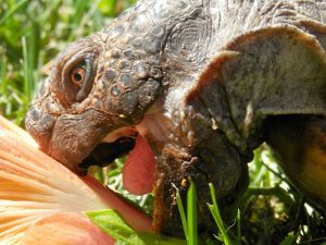 George-eating