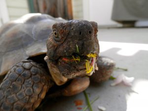 George-the-tortoise