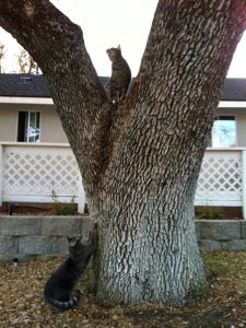 cats-in-tree