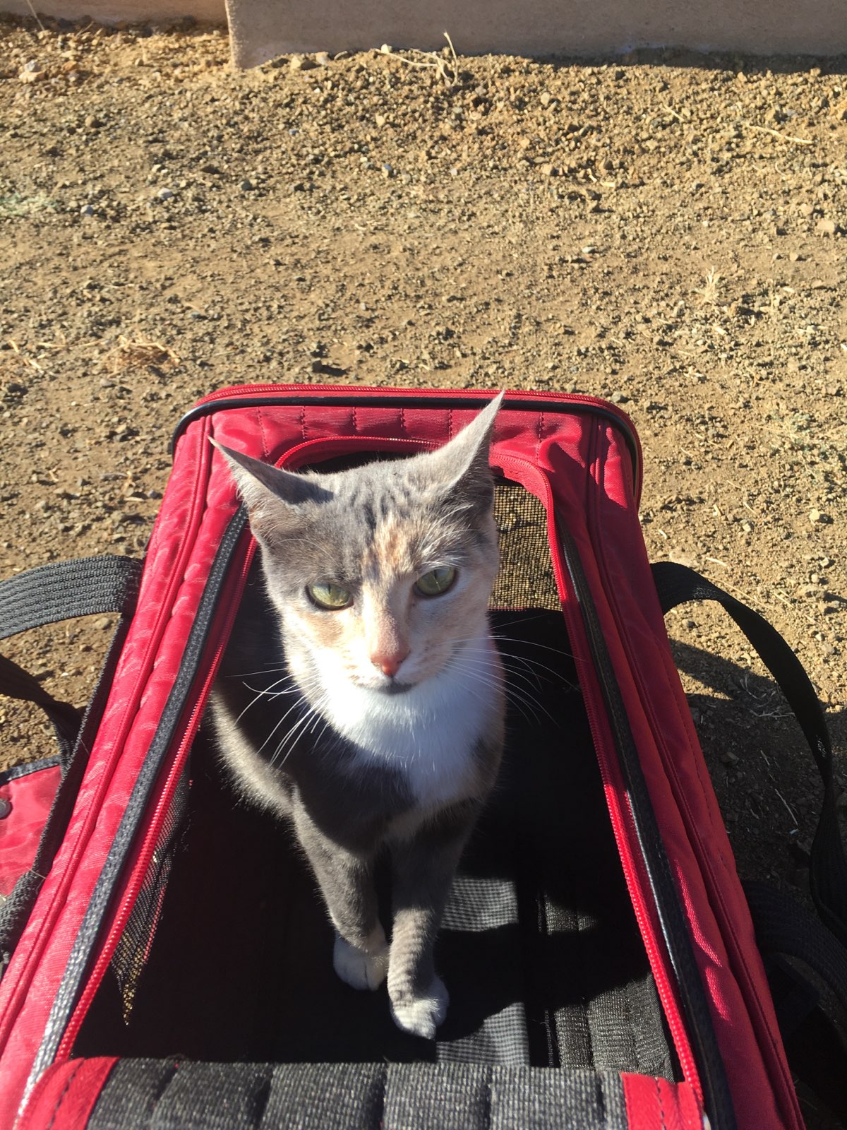 “Pistol” The Traveling Cat or The Unexpected Hitchhiker and Why Your