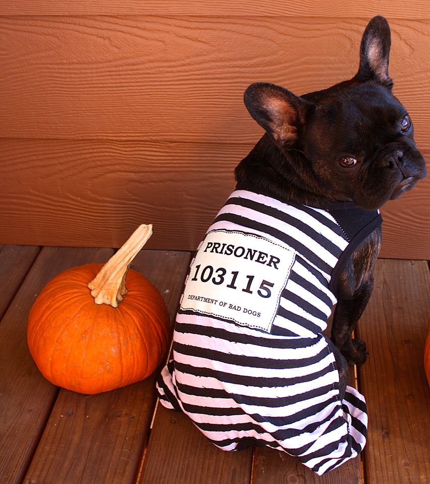 Top 5 Halloween Pet Safety Tips