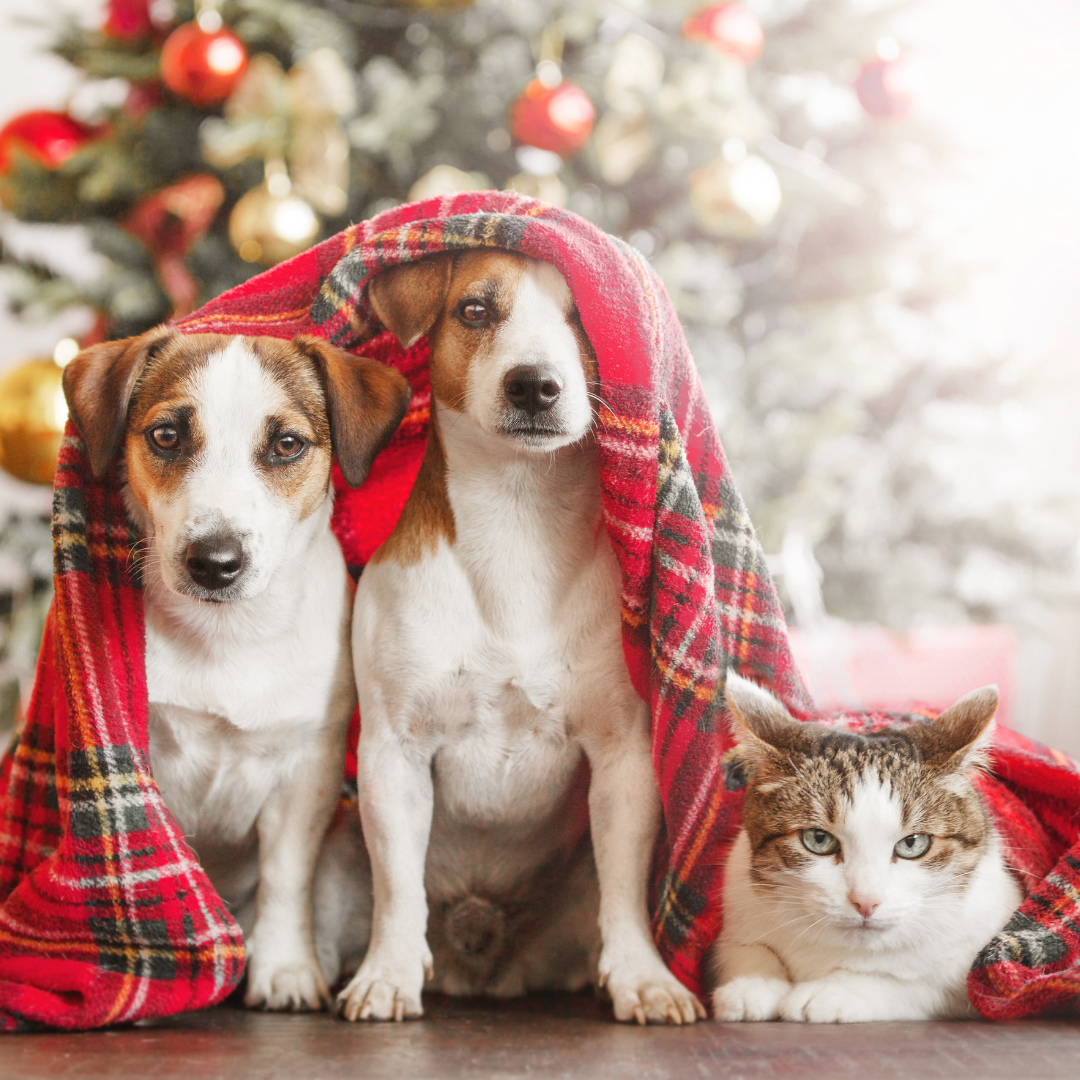 Holiday Safety Tips for Dogs & Cats