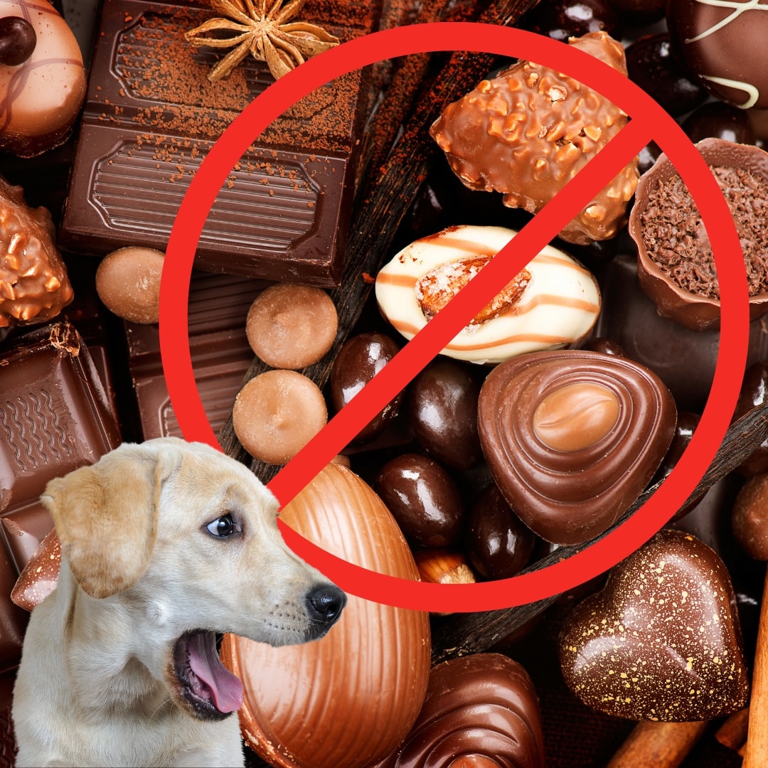 World Chocolate Day, not so sweet for dogs!