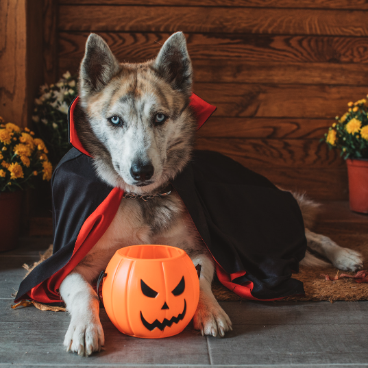 Top Tips for a Pet-Safe Halloween