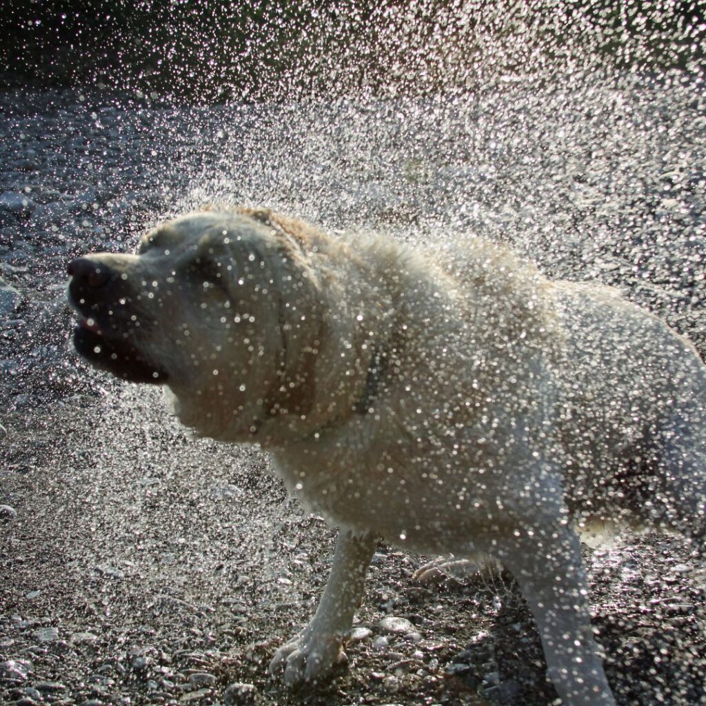 Help! My dog won’t go potty in the rain! Animal Care Clinic