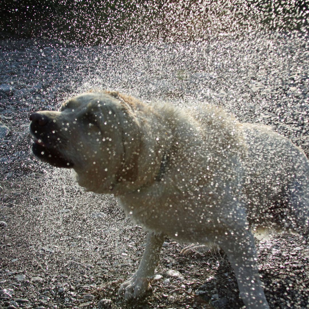 Help! My dog won’t go potty in the rain! Animal Care Clinic