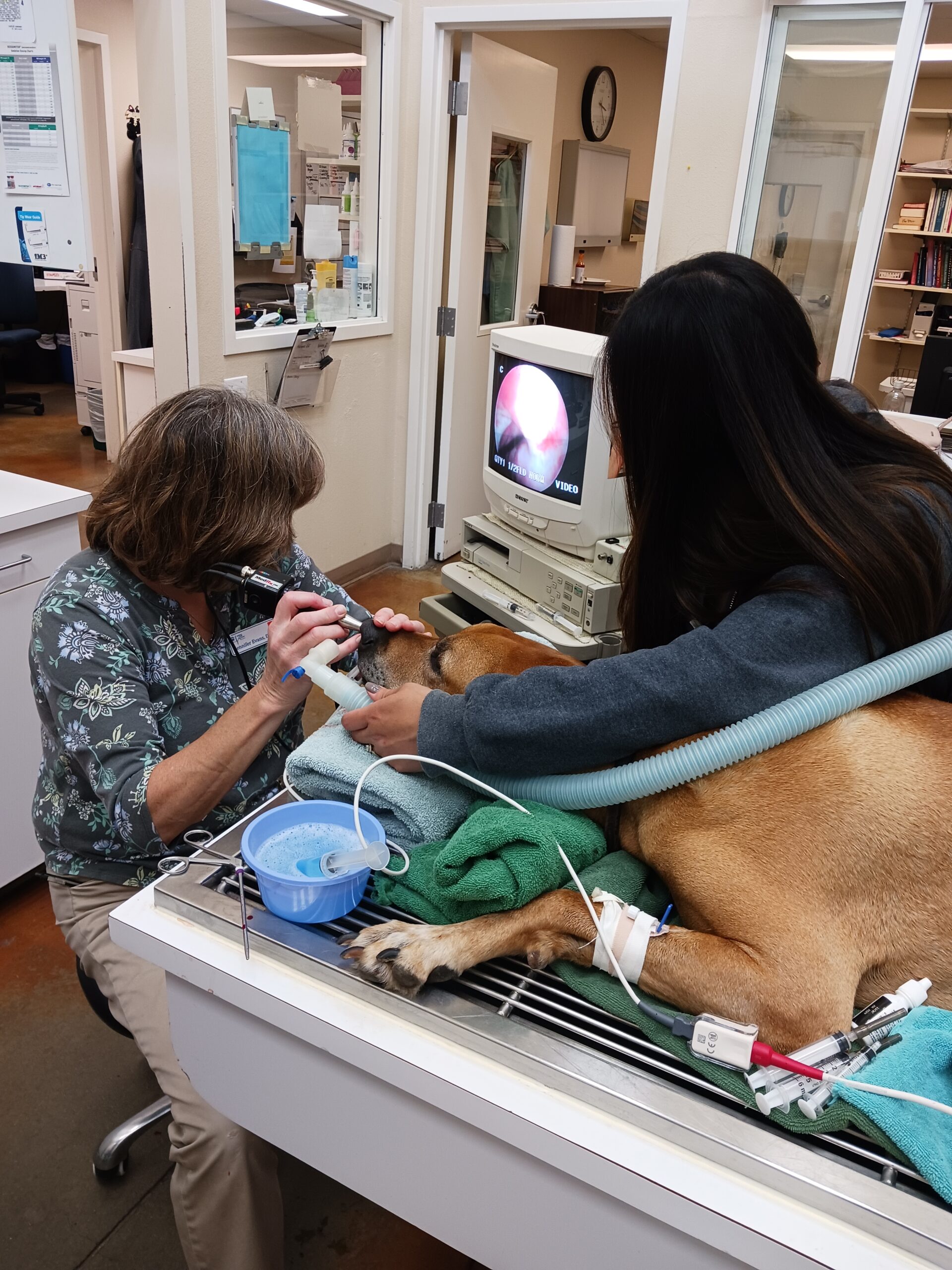 Foxtail Dangers are High What You Need to Know Animal Care Clinic