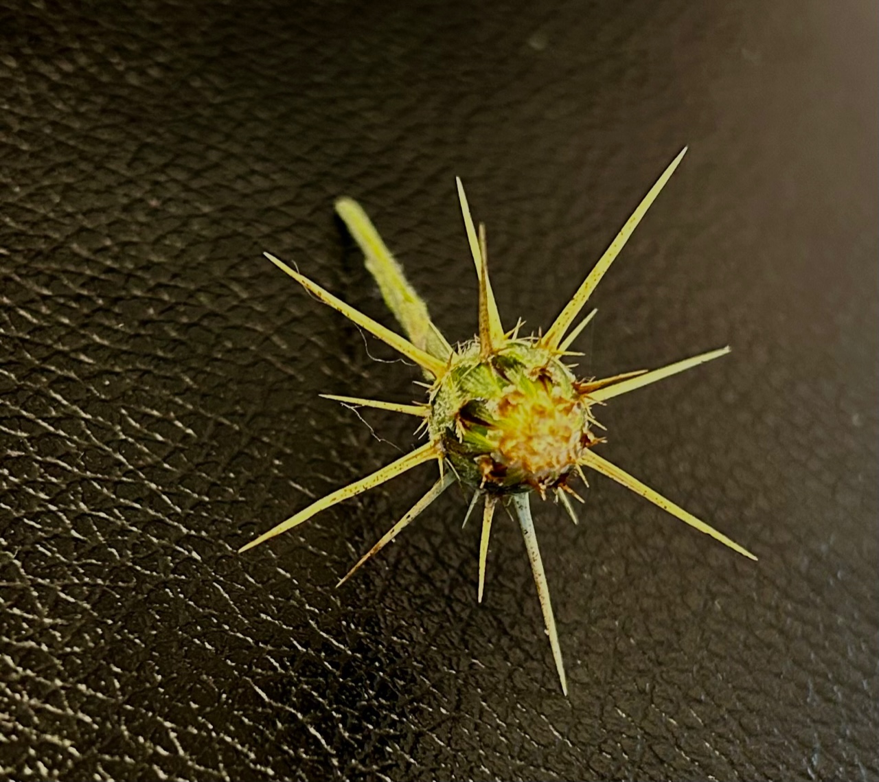 Yellow Star Thistle – another dangerous sticker!