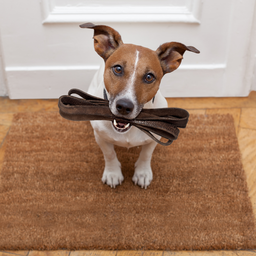 Animal Care Clinic has Librela available to help fight canine arthritis!